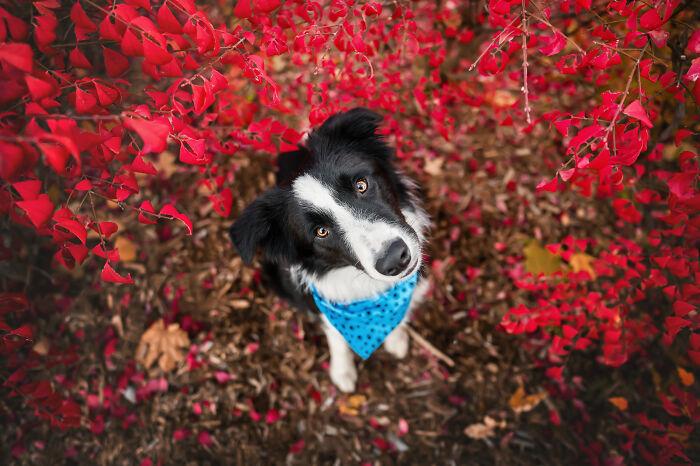 I Photographed Adorable Dogs And They Look So Dreamy!
