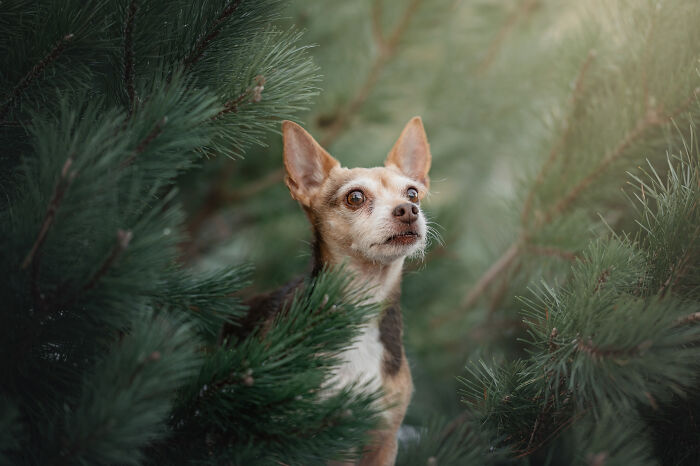 I Photographed Adorable Dogs And They Look So Dreamy!