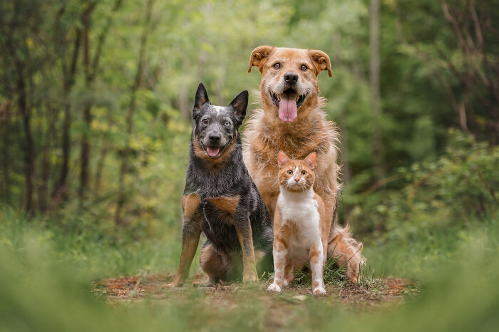 I Photographed Adorable Dogs And They Look So Dreamy!