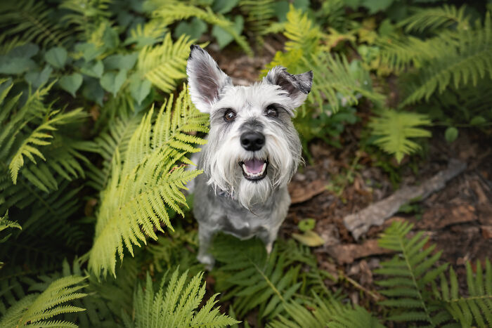I Photographed Adorable Dogs And They Look So Dreamy!