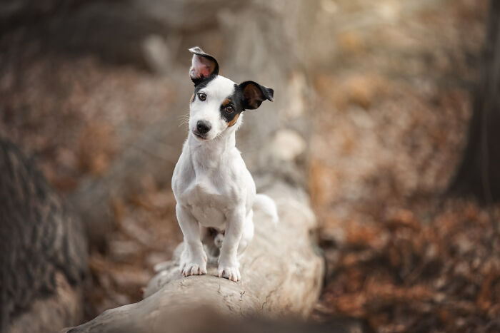 I Photographed Adorable Dogs And They Look So Dreamy!