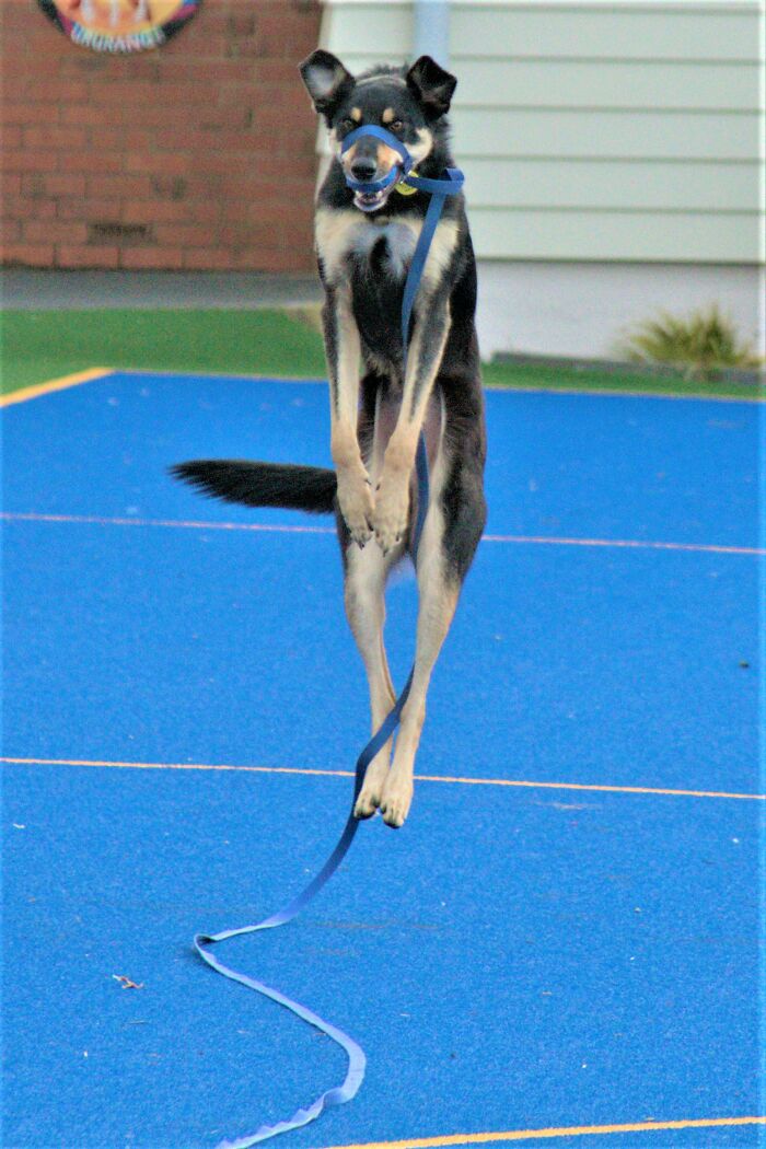 Rufus Practising His Ballet Moves