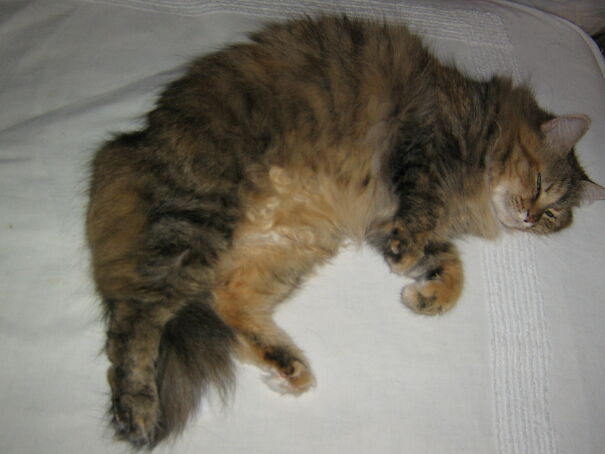 Ragamuffin, Who Came Right Off The Street