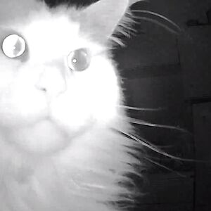 natasharidley_2 avatar