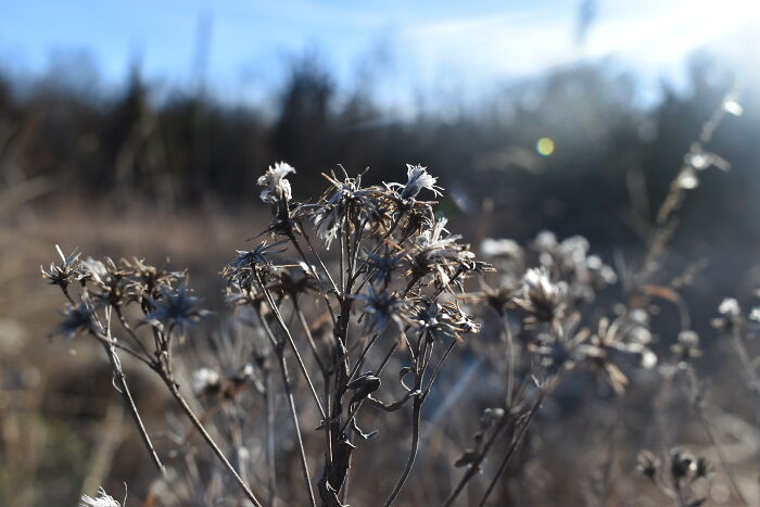 Some Photos I Took Of Plants And Flowers (8 Pics)