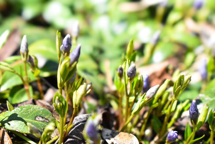 Some Photos I Took Of Plants And Flowers (8 Pics)