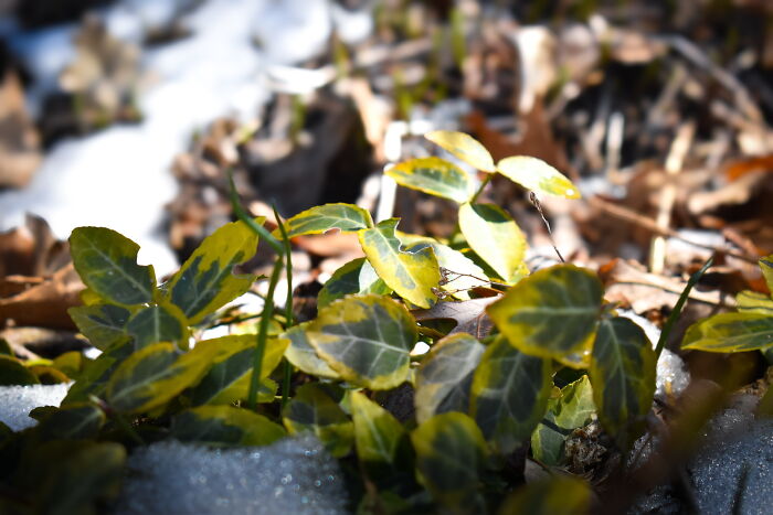 Some Photos I Took Of Plants And Flowers (8 Pics)