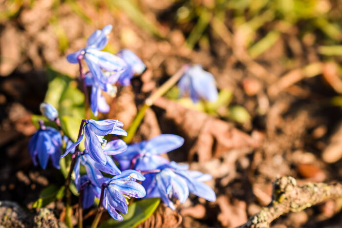 Some Photos I Took Of Plants And Flowers (8 Pics)