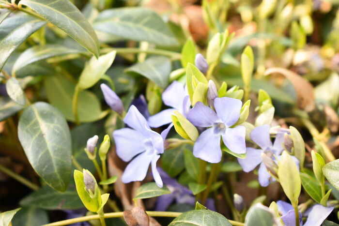 Some Photos I Took Of Plants And Flowers (8 Pics)