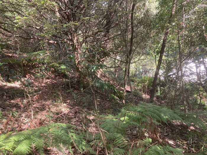 Bush Regrowth, Mostly Native. Poor Photo