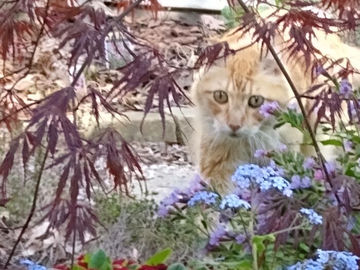 Michael In The Garden