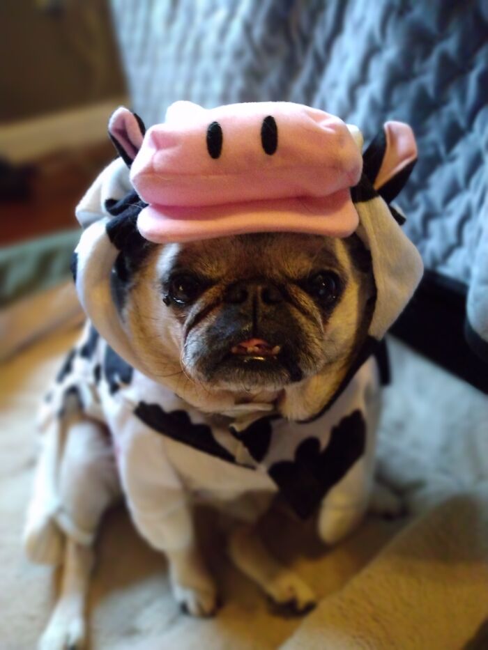 This Years Halloween Outfit