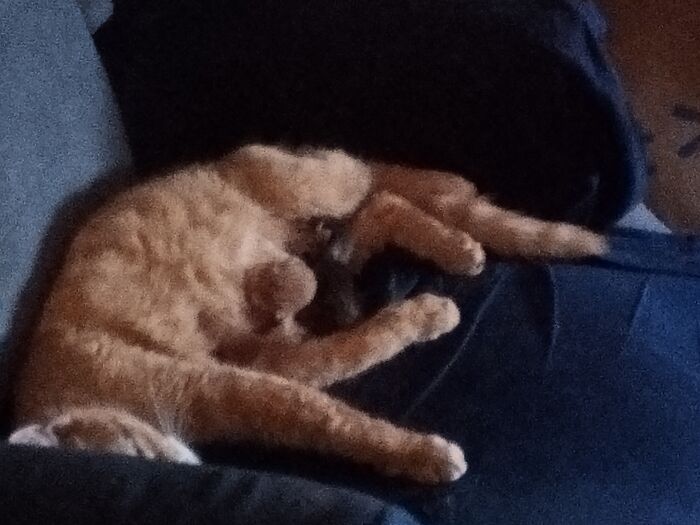 This Is Lady Right After Giving Birth To The Toe Beans. That Is My Chair And She Gave Birth In It