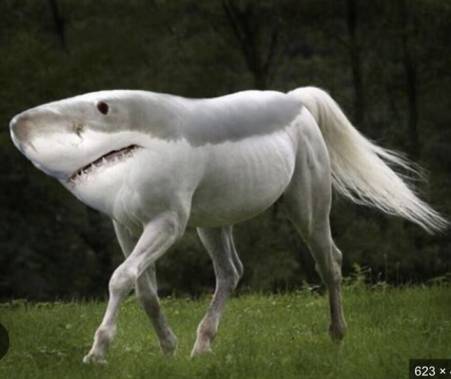 Random Memes I Found In My Camera Roll