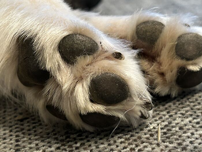 Can I Have A Toe Massage Please?