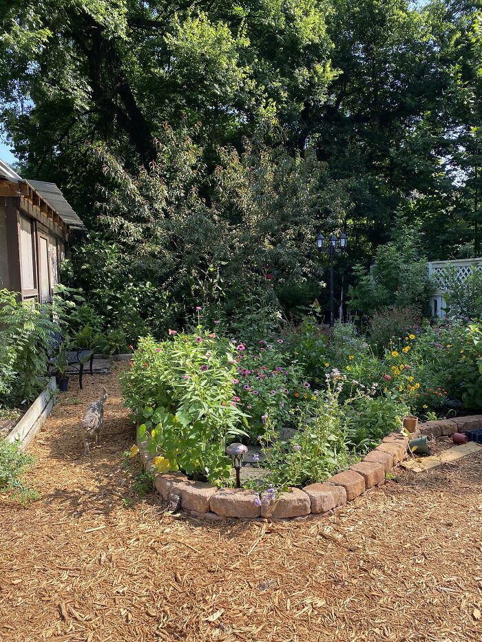 My Florida Garden (With Feral Cat)