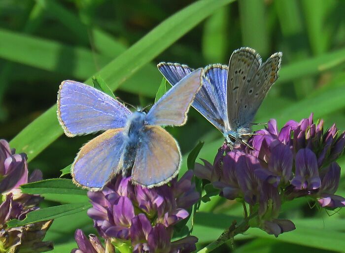 Maybe These Two Little Beauties