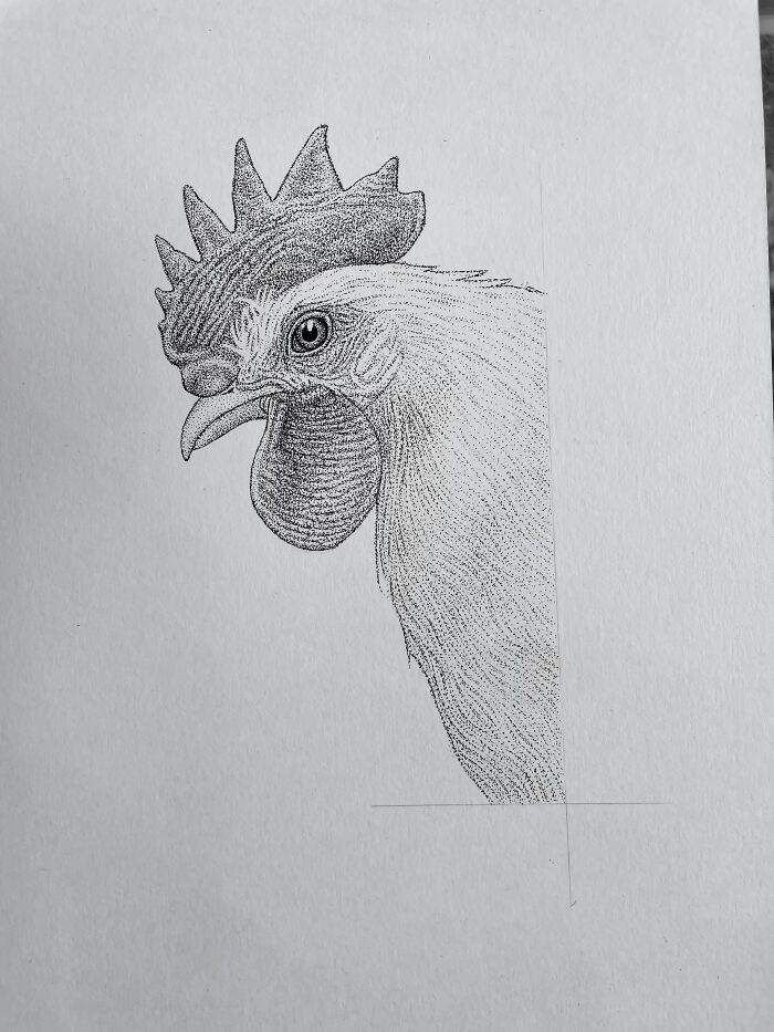 Rooster