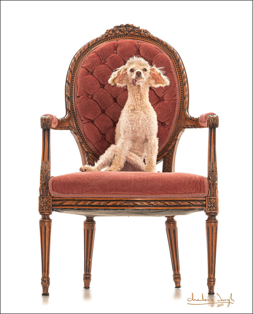 I'm Creating A Coffee-Table Book As A Fundraiser For A Charity That Provides Ptsd-Trained Service Dog S To Veterans With Ptsd Free Of Charge