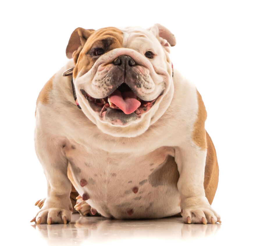 I'm Creating A Coffee-Table Book As A Fundraiser For A Charity That Provides Ptsd-Trained Service Dog S To Veterans With Ptsd Free Of Charge