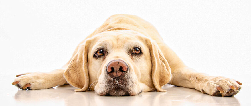 I'm Creating A Coffee-Table Book As A Fundraiser For A Charity That Provides Ptsd-Trained Service Dog S To Veterans With Ptsd Free Of Charge