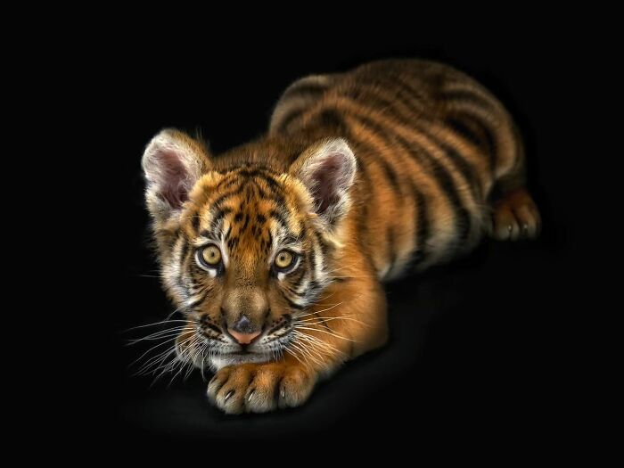 Into The Wild: Pedro Jarque Krebs' Intimate Portraits Illuminate The Animal Kingdom (20 New Pics)