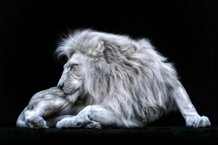 Into The Wild: Pedro Jarque Krebs' Intimate Portraits Illuminate The Animal Kingdom (20 New Pics)