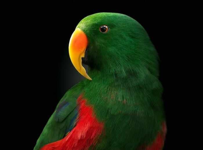 Into The Wild: Pedro Jarque Krebs' Intimate Portraits Illuminate The Animal Kingdom (20 New Pics)