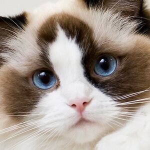 dominikeppler avatar