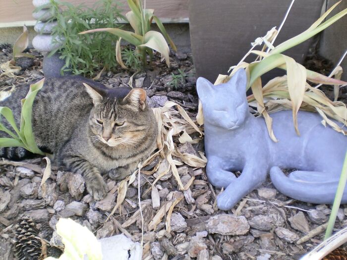 Kit-Ee And Her Doppelganger