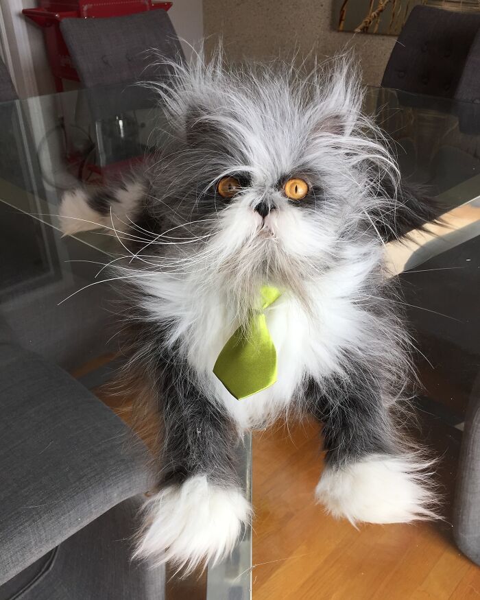 Fluffiest Of Them All: This Werewolf Cat Is Winning Hearts Worldwide Fluffiest Of Them All: This Werewolf Cat Is Winning Hearts Worldwide