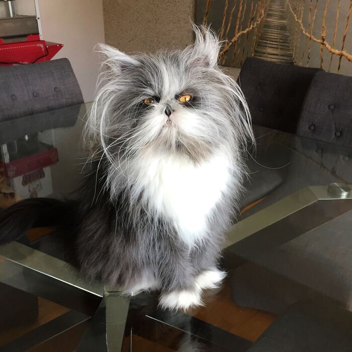 Fluffiest Of Them All: This Werewolf Cat Is Winning Hearts Worldwide Fluffiest Of Them All: This Werewolf Cat Is Winning Hearts Worldwide