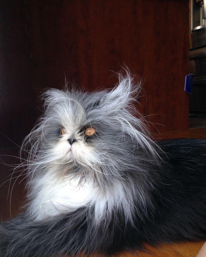 Fluffiest Of Them All: This Werewolf Cat Is Winning Hearts Worldwide Fluffiest Of Them All: This Werewolf Cat Is Winning Hearts Worldwide