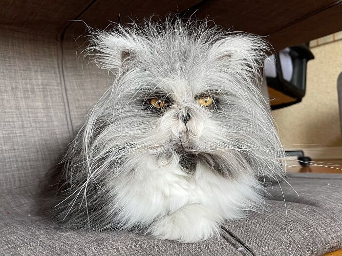 Fluffiest Of Them All: This Werewolf Cat Is Winning Hearts Worldwide Fluffiest Of Them All: This Werewolf Cat Is Winning Hearts Worldwide