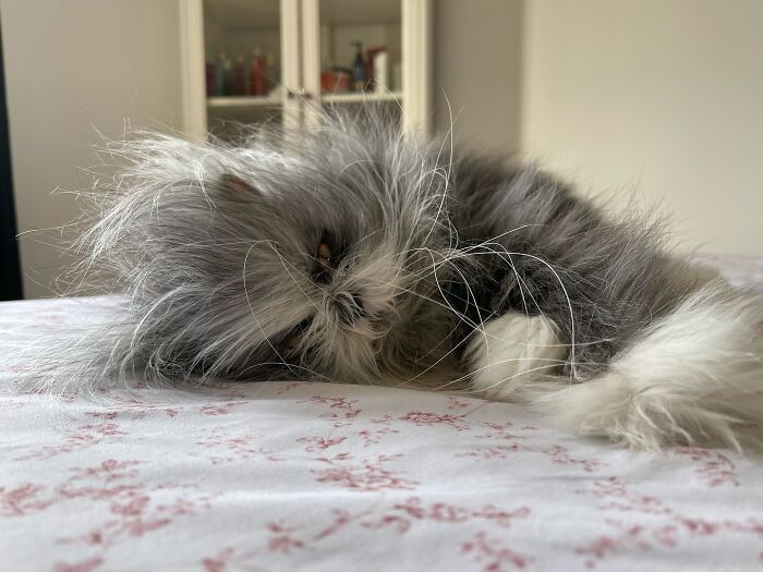 Fluffiest Of Them All: This Werewolf Cat Is Winning Hearts Worldwide Fluffiest Of Them All: This Werewolf Cat Is Winning Hearts Worldwide