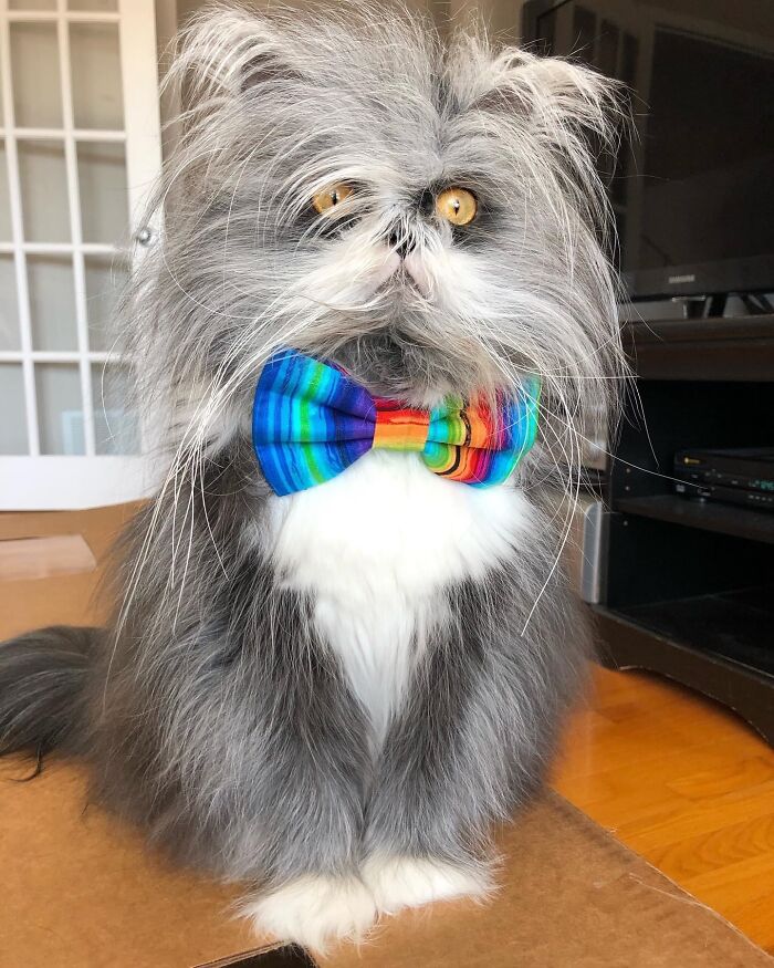 Fluffiest Of Them All: This Werewolf Cat Is Winning Hearts Worldwide Fluffiest Of Them All: This Werewolf Cat Is Winning Hearts Worldwide