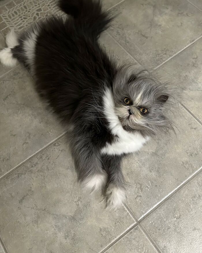 Fluffiest Of Them All: This Werewolf Cat Is Winning Hearts Worldwide Fluffiest Of Them All: This Werewolf Cat Is Winning Hearts Worldwide