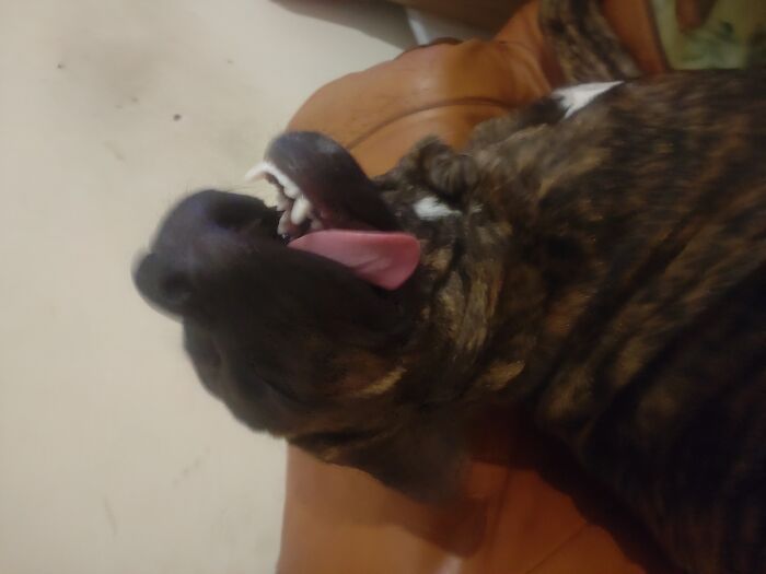 My Dog Lost Her Last Brain Cell (5 Months Old)