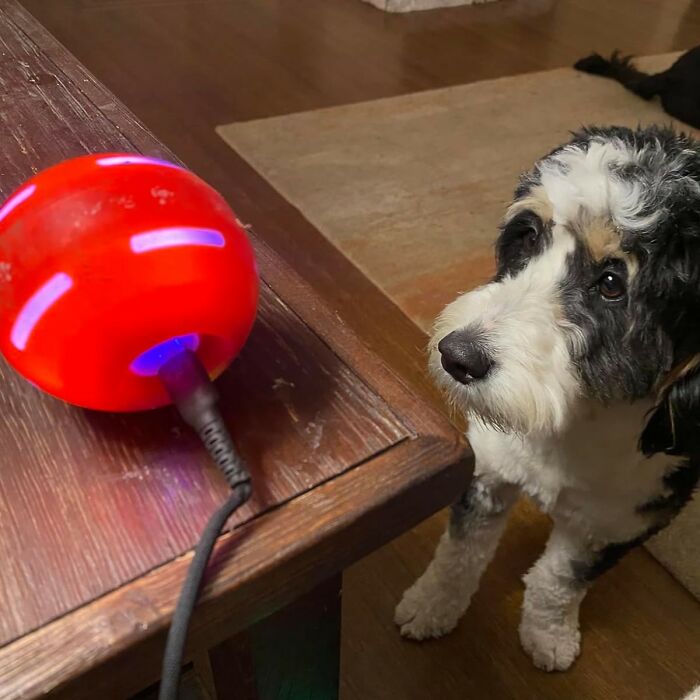 A Boring Game Of Fetch Is A Thing Of The Past With This Interactive Dog Ball That Will Be Your Pup’s New Favorite Plaything 