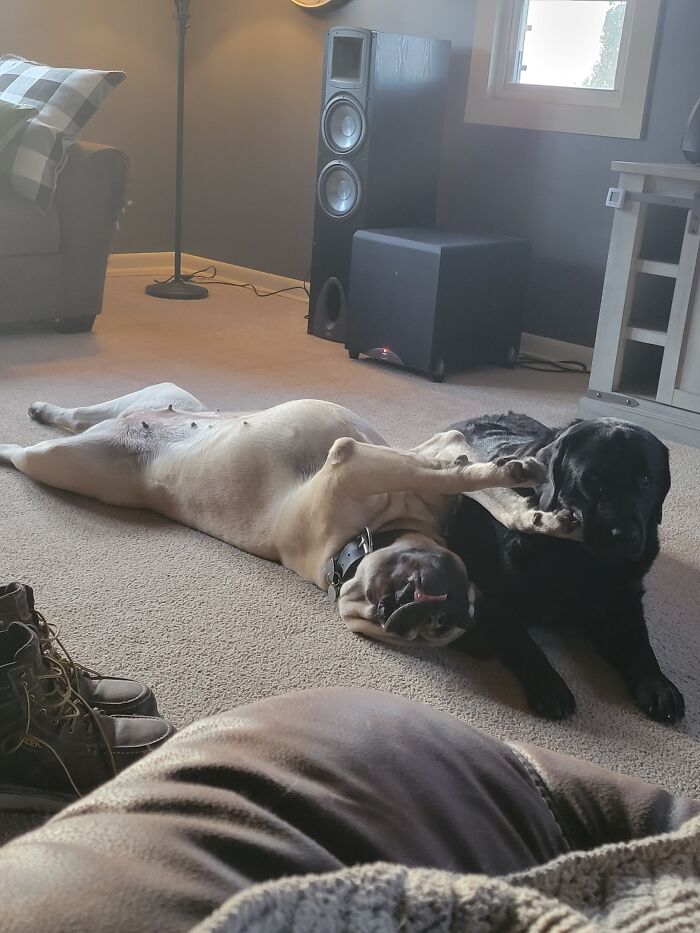 English Mastiffs Are Incredibly Goofy