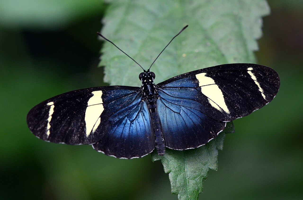 Butterflies’ Scale Nano-Structures Are So Powerful That They Don’t Fade From Ultraviolet Sun Rays Butterflies’ Scale Nano-Structures Are So Powerful That They Don’t Fade From Ultraviolet Sun Rays