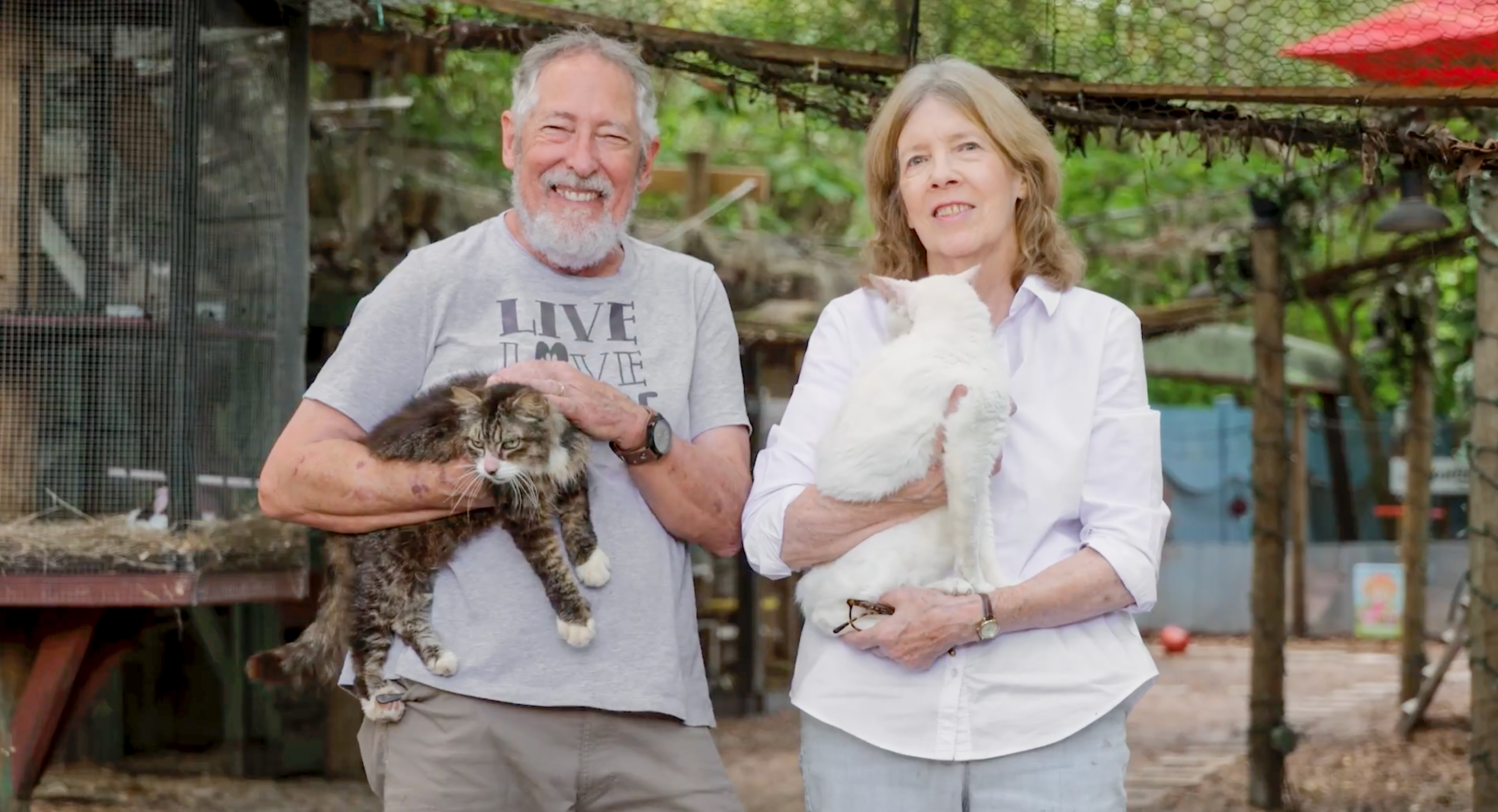 This Retirement Cat Village Has 17 Cats That Live Out Their Days In Mini Cottages