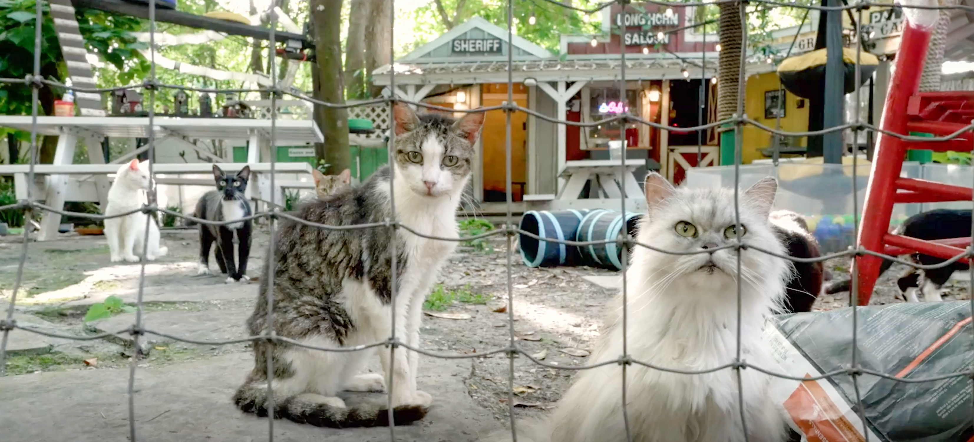 This Retirement Cat Village Has 17 Cats That Live Out Their Days In Mini Cottages