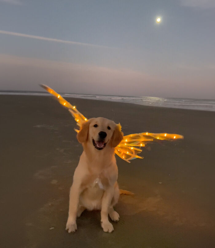 She’s Narcissistic And She’s Happy About It: This Doggo Doesn’t Go Anywhere Without Her Outfit She’s Narcissistic And She’s Happy About It: This Doggo Doesn’t Go Anywhere Without Her Outfit