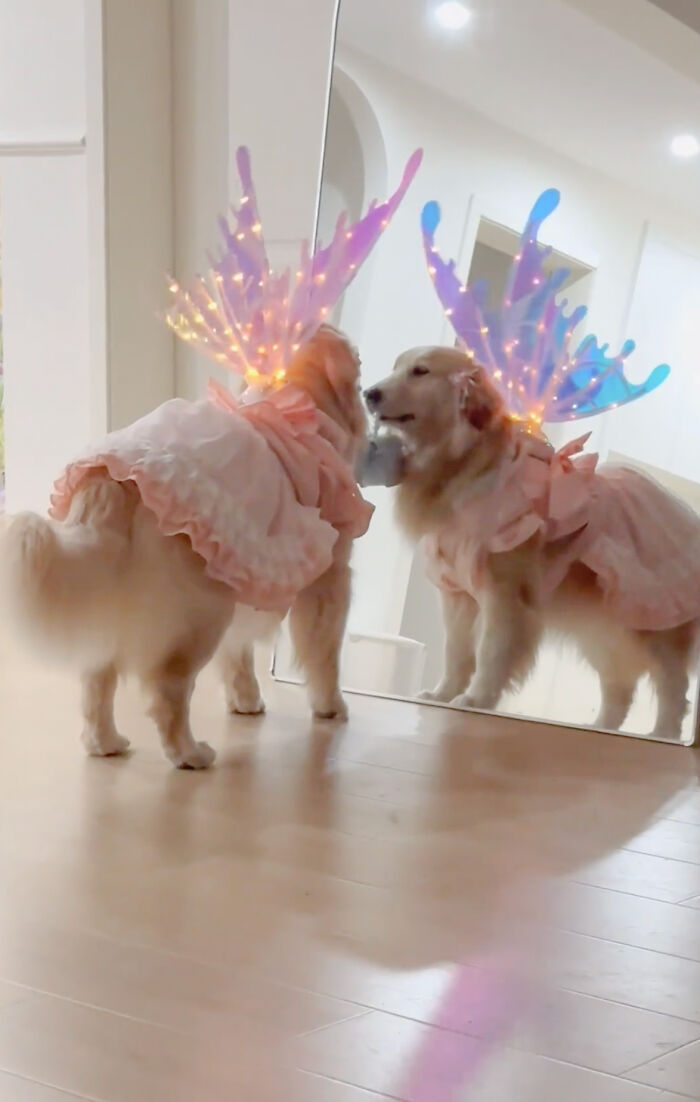 She’s Narcissistic And She’s Happy About It: This Doggo Doesn’t Go Anywhere Without Her Outfit She’s Narcissistic And She’s Happy About It: This Doggo Doesn’t Go Anywhere Without Her Outfit