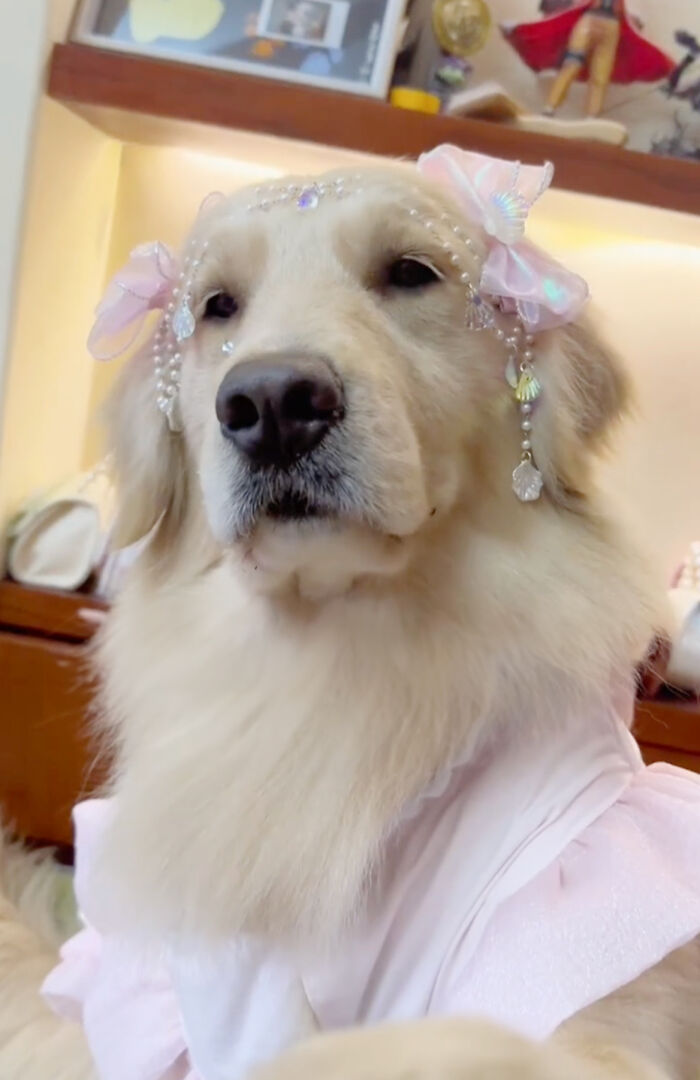 She’s Narcissistic And She’s Happy About It: This Doggo Doesn’t Go Anywhere Without Her Outfit She’s Narcissistic And She’s Happy About It: This Doggo Doesn’t Go Anywhere Without Her Outfit