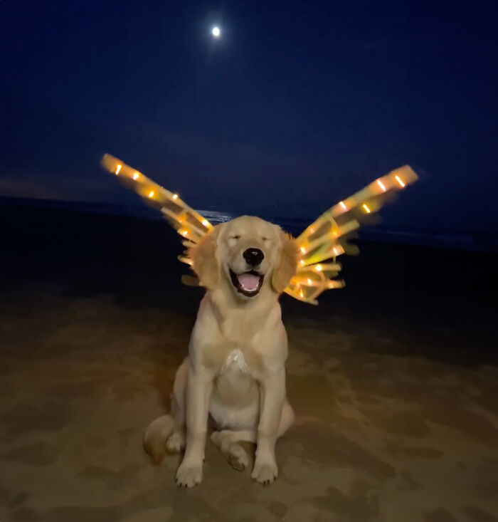 She’s Narcissistic And She’s Happy About It: This Doggo Doesn’t Go Anywhere Without Her Outfit She’s Narcissistic And She’s Happy About It: This Doggo Doesn’t Go Anywhere Without Her Outfit