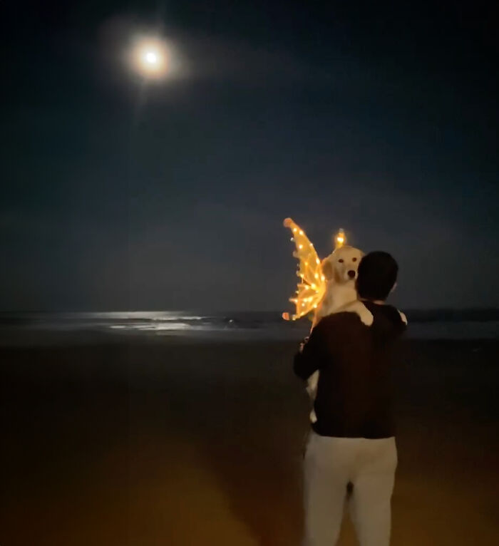 She’s Narcissistic And She’s Happy About It: This Doggo Doesn’t Go Anywhere Without Her Outfit She’s Narcissistic And She’s Happy About It: This Doggo Doesn’t Go Anywhere Without Her Outfit