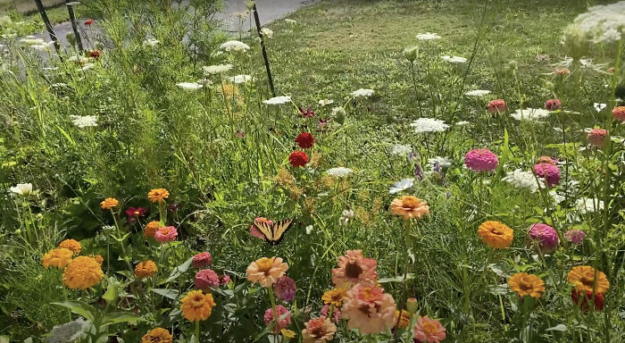 Swallowtail Butterfly Enjoying The Summer Bounty