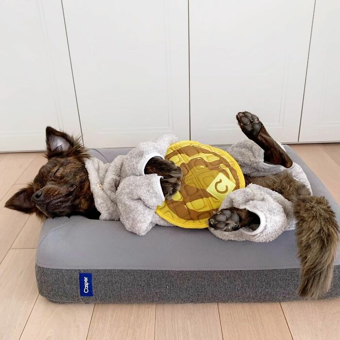 A Dog DNA Test Helps Woman Discover Her Mutt&rsquo;s Entire Family Tree And She&rsquo;s In Tears